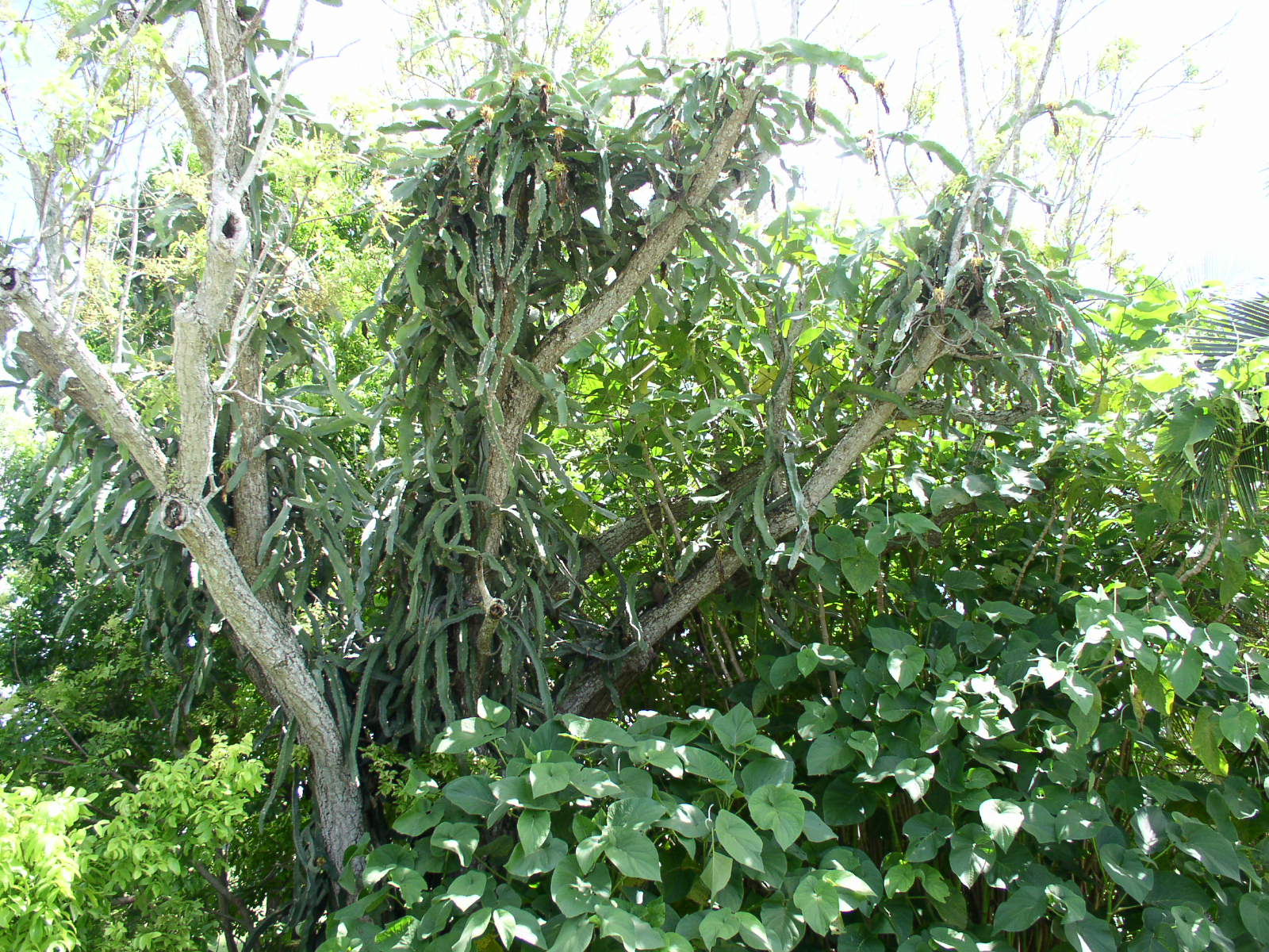 photo1